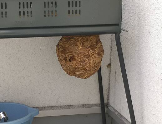 スズメバチ注意点バーベキューコンロ
